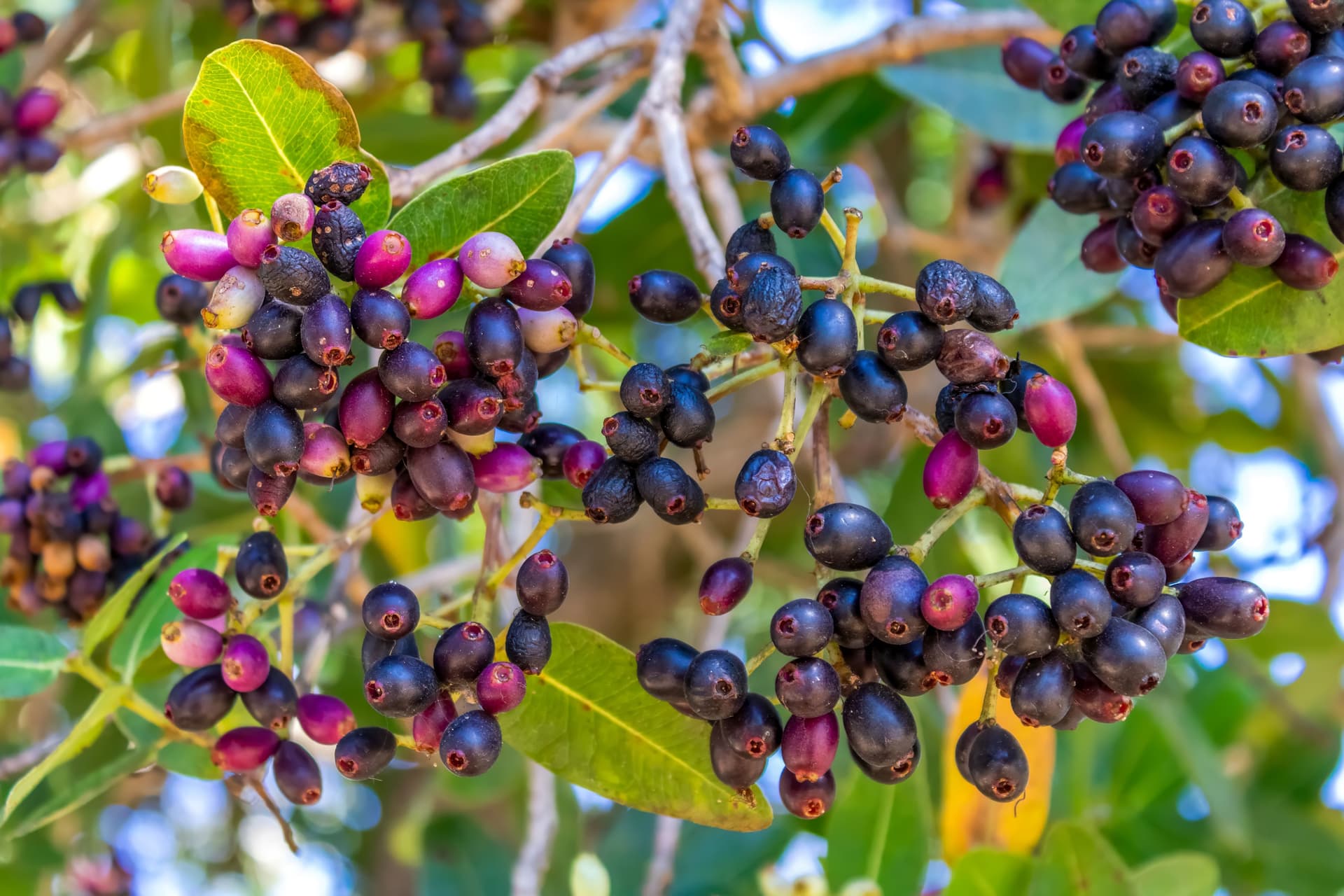 Jamun has become a hero product in many new-age spirits.