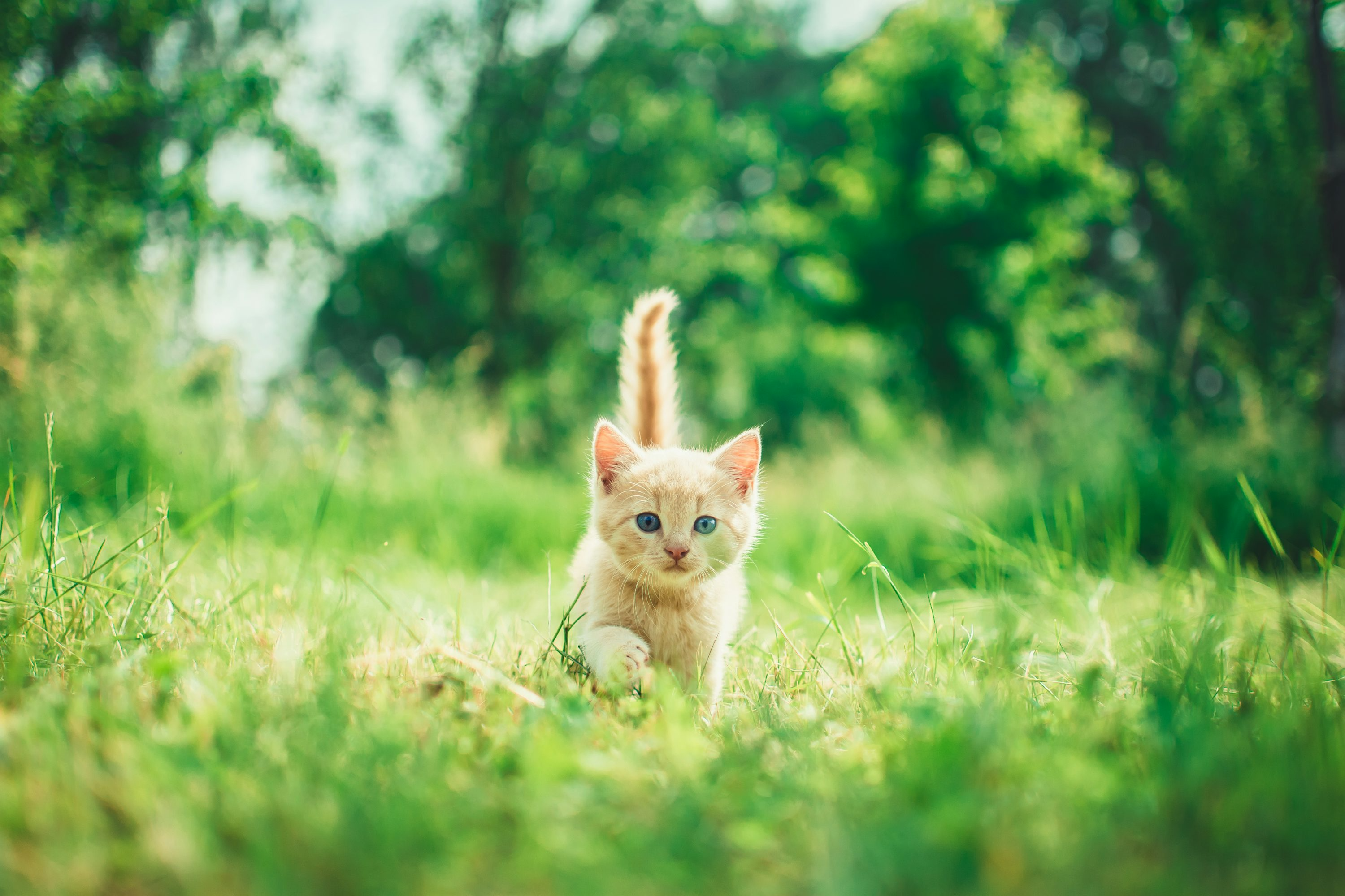 my cat