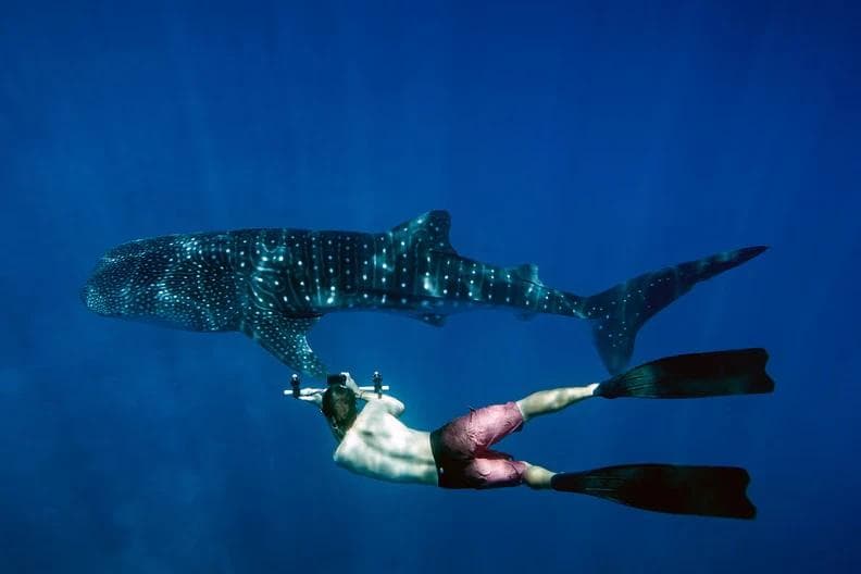 Swimming Among Whale Sharks at Lux South Ari Atoll Maldives