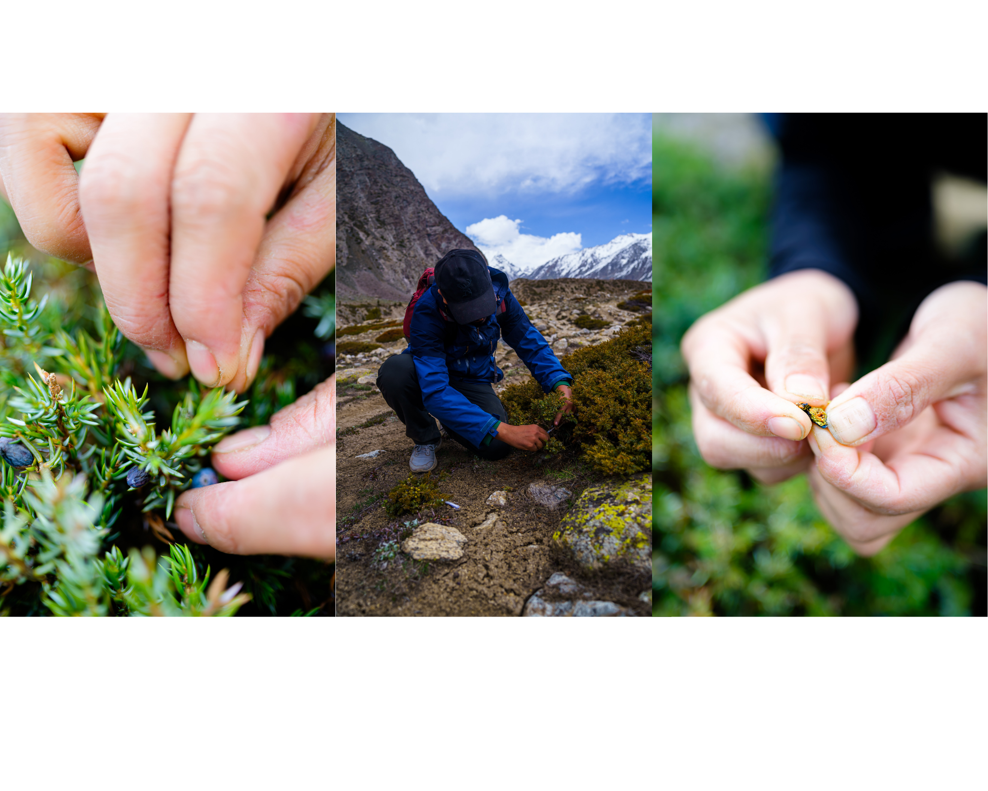 Hapusa Gin's Forager Journey, a multi-day expedition where winning bartenders from around the world forage unique botanicals.