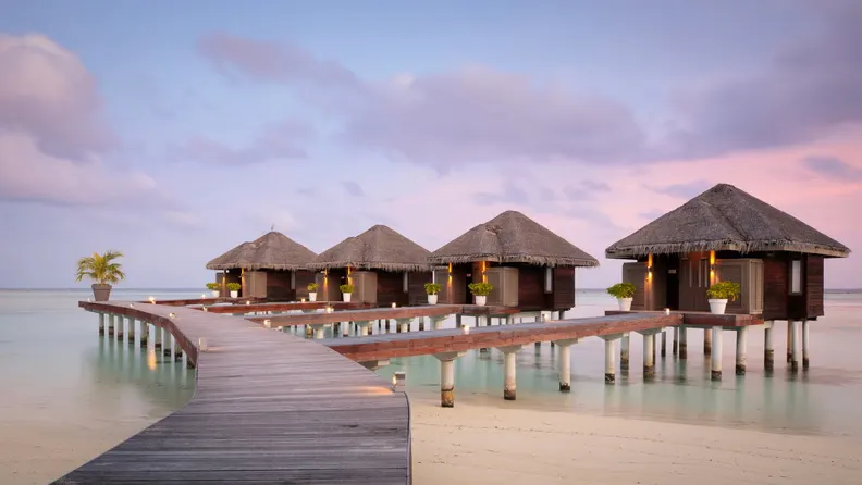 Whale Sharks in Maldives